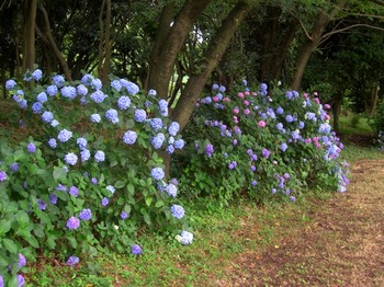 0703夢の島熱帯植物館11紫陽花1.JPG