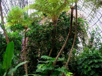 0703夢の島熱帯植物館46頭上の植物.JPG