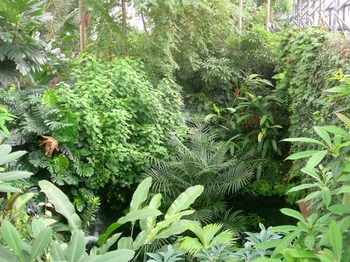 0703夢の島熱帯植物館87ジャングル.JPG