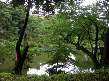 0707-5新江戸川公園20木立と大泉水.JPG