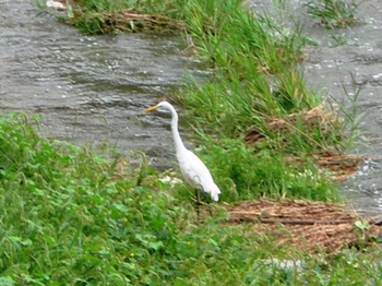 20100923(30)川の鳥さん.JPG