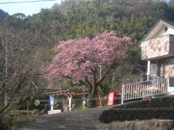 20110131伊豆(06)伊豆高原の桜.jpg