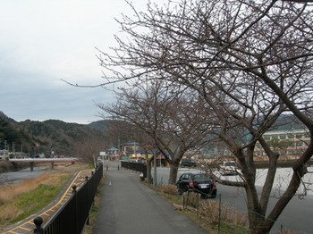 20110131伊豆(68)桜並木.JPG
