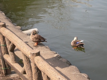 20110227(24)見次公園の鴨.jpg