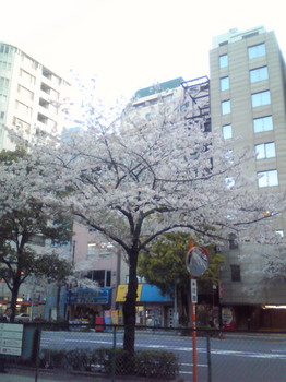 人形町の桜1.JPG