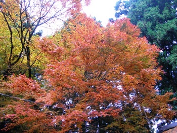 吉野詣(12)-3金峯神社境内の紅葉.JPG