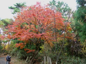 吉野詣(13)-2紅葉の木.JPG