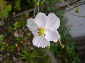吉野詣(18)-6白い花.JPG