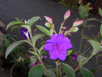 吉野詣(19)-2紫の花.JPG