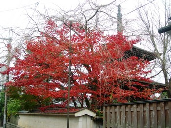吉野詣(26)紅葉と塔.JPG