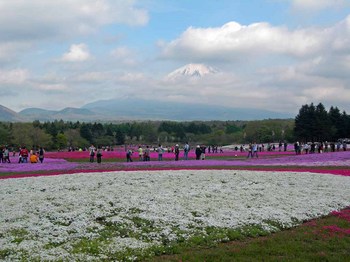 富士芝桜祭り04富士山.jpg