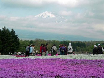 富士芝桜祭り05富士山.jpg