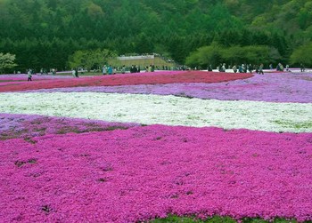 富士芝桜祭り07.jpg