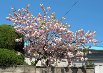 新河岸の桜 (1).jpg