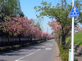 新河岸の桜 (12).jpg