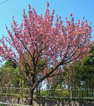 新河岸の桜 (14).jpg