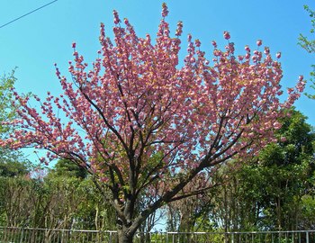 新河岸の桜 (15).jpg