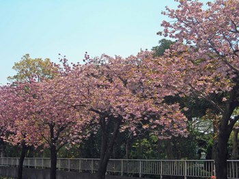 新河岸の桜 (3).jpg