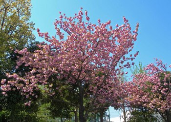 新河岸の桜 (4).jpg