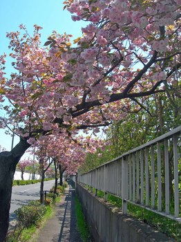 新河岸の桜 (7).jpg