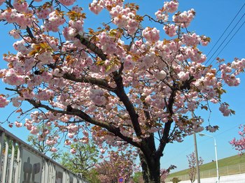 新河岸の桜 (8).jpg