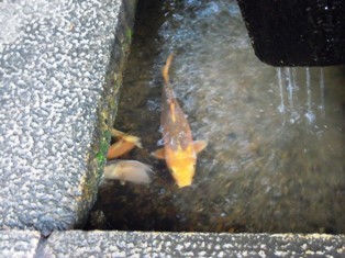 石山寺24手水舎の鯉.JPG